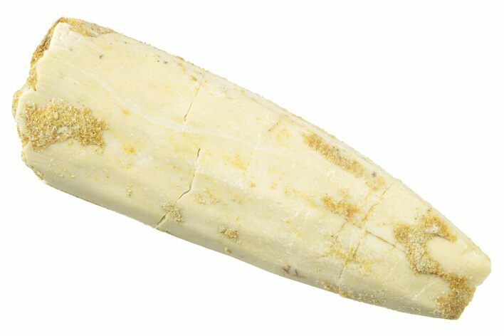 Bargain, Fossil Sauropod Dinosaur (Titanosaur?) Tooth - Morocco #238740